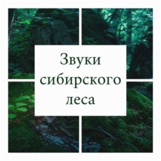 Звуки сибирского леса: Музыка со звуками природы, сибирский лес, флора и фауна