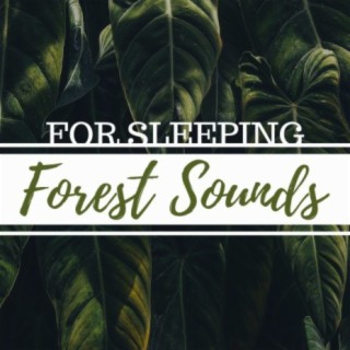 Forest Sounds for Sleeping: Chirping Birds and Natural Wood Recorded Sound Collection