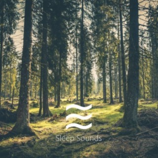 Relaxing Sounds of Forest