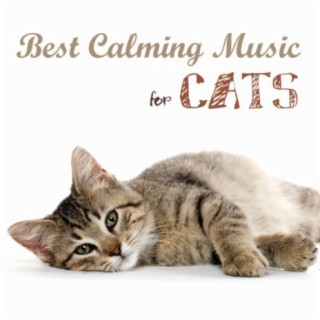 Best Calming Music for Cats