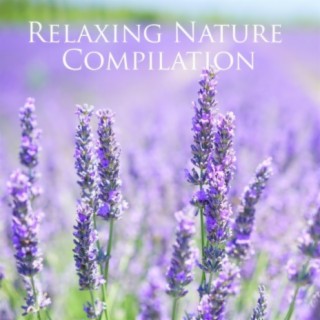 Relaxing Nature Compilation