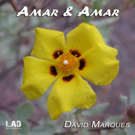 Amar & Amar (Pt. 2)