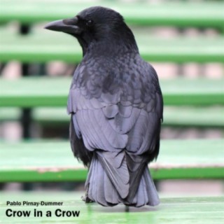 Crow in a Crow