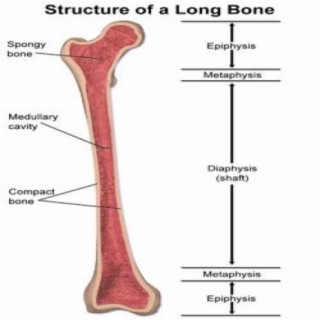 Metaphysis