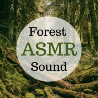 Forest Sound ASMR: White Noise, Leaves, Trees & Wind for Relaxation