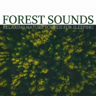 Forest Sounds: Relaxing Nature Sounds for Sleeping