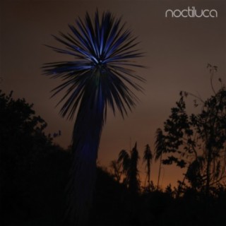 Noctiluca