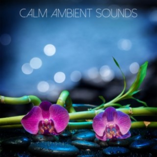 Calm Ambient Sounds