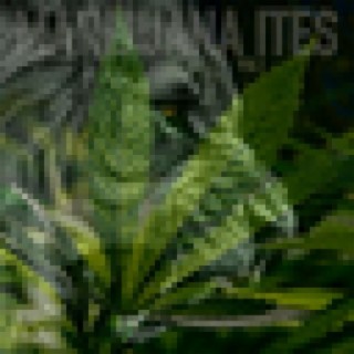 JamrockVybz Presents Marijuana Ites Vol 1