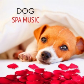 Pet Care Music Therapy