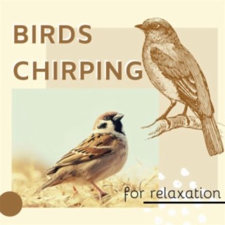 Birds Chirping for Relaxation CD