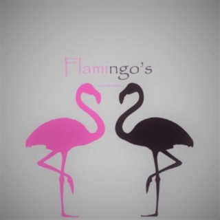 Flamingo's