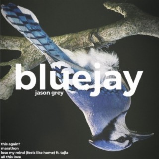 Bluejay