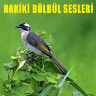 Bulbul