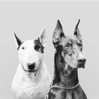 Phlegmatic Dogs