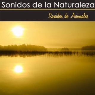 Sonidos Naturales Relax