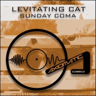 Levitating Cat