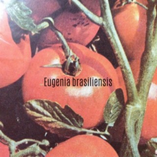 Eugenia brasiliensis
