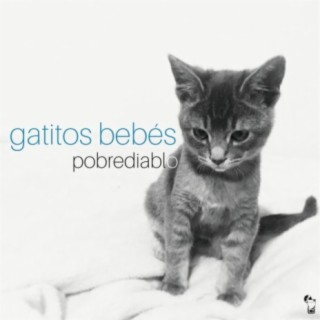 Gatitos Bebés