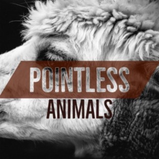 Pointless Animals