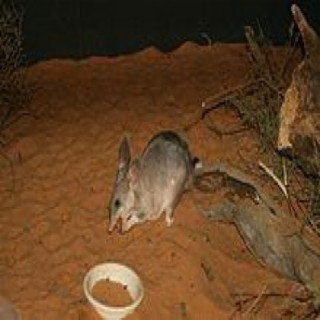 Bilby