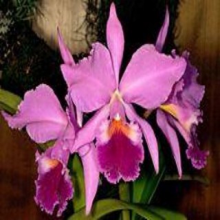 Cattleya