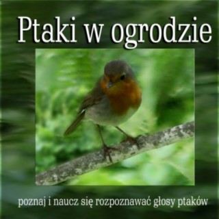 Ptaki w ogrodzie