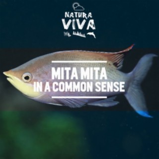 Mita Mita