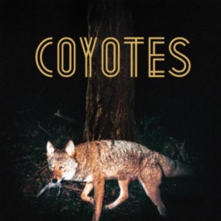 Coyotes