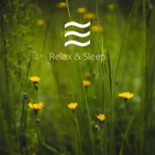 Rain Sounds for Sleep Spring Collection