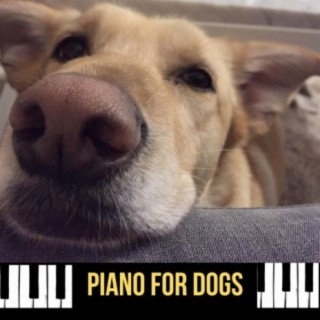 Piano for Dogs