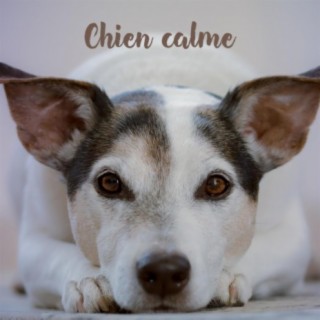 Chien calme – Piano musique classique pour chiens, chats, chiots, anti anxiété, soulagement du stress, flûte, saxophone, chansons relaxantes pour dormir