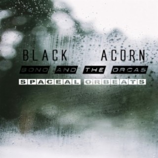 Black Acorn