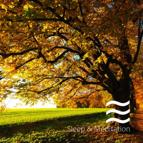 Sedate Sleep Forest Soughs | Boomplay Music