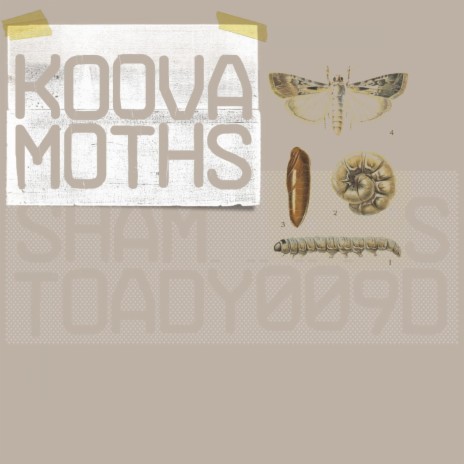 Moths | Boomplay Music