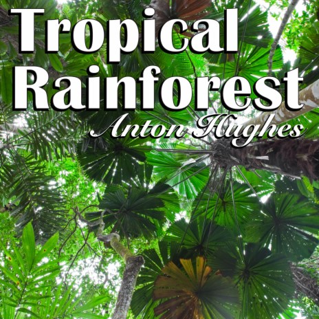 Tropical Rainforest | Boomplay Music
