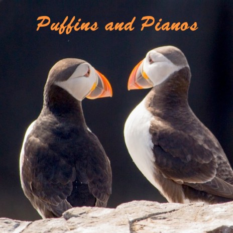 Dow's Puffin