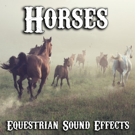 Herd of Horses Galloping | Boomplay Music
