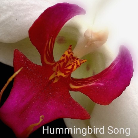 Hummingbird Song | Boomplay Music