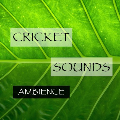 Asmr Crickets | Boomplay Music