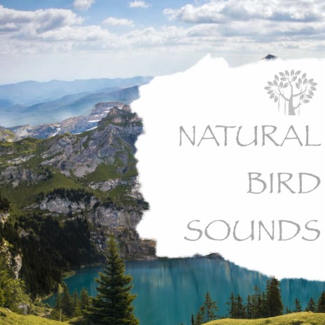 Spring ft. Nature And Bird Sounds | Boomplay Music