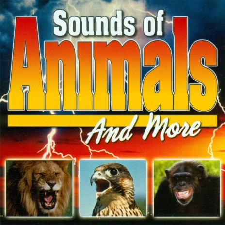 Jungle Sounds, Birds, Waterfall - Sound Effects MP3 download | Jungle Sounds,  Birds, Waterfall - Sound Effects Lyrics | Boomplay Music
