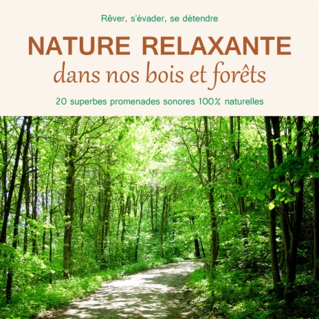 Nature relaxante - pluie dans les sous bois | Boomplay Music