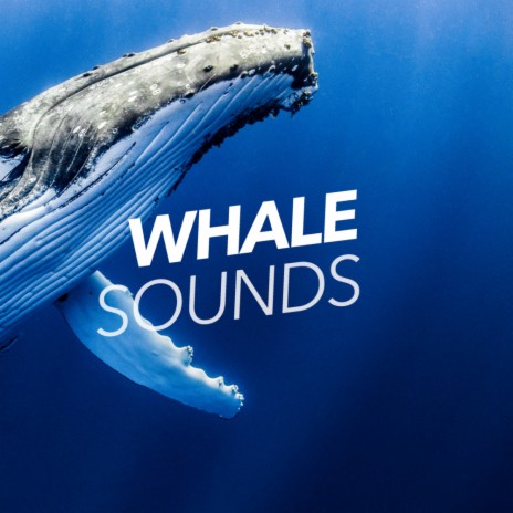 Underwater Whale Sounds Ambient Soundscape (Original Mix) | Boomplay Music