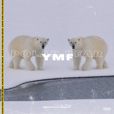 Polar Bear | Boomplay Music