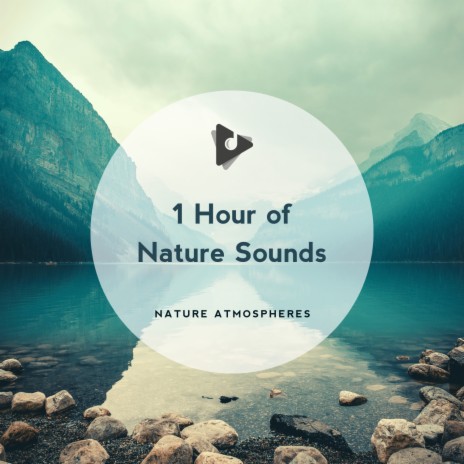 Tweet Tweet Tweet ft. Nature Atmospheres | Boomplay Music