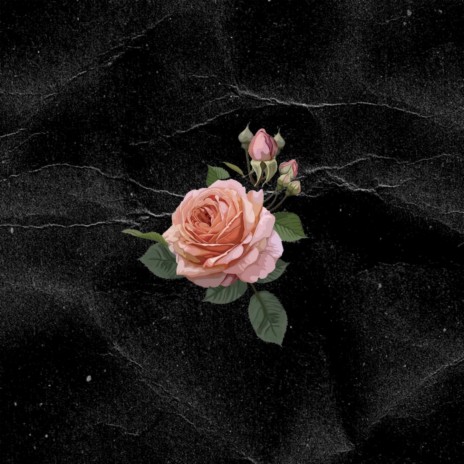 Розовые розы | Boomplay Music