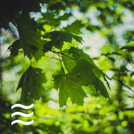 Mellow Sleep Sounds of Forest | Boomplay Music