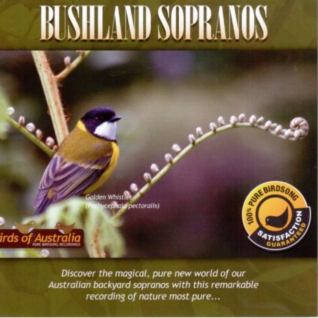 Yellow-Rumped Thornbill | Boomplay Music