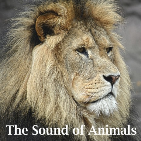 Lion's Roar | Boomplay Music
